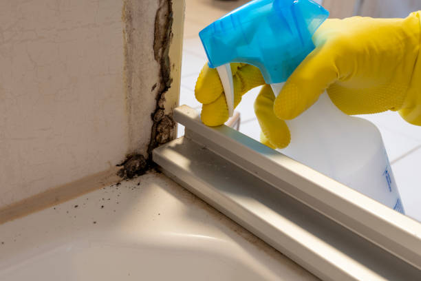 Best Same-Day Mold Removal  in Forest Hills, TN