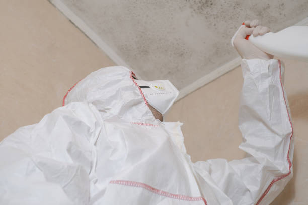 Best Mold Removal Company Near Me  in Forest Hills, TN