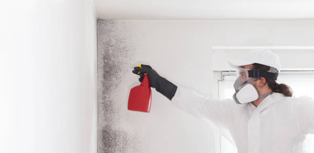 Best Fast Mold Removal  in Forest Hills, TN