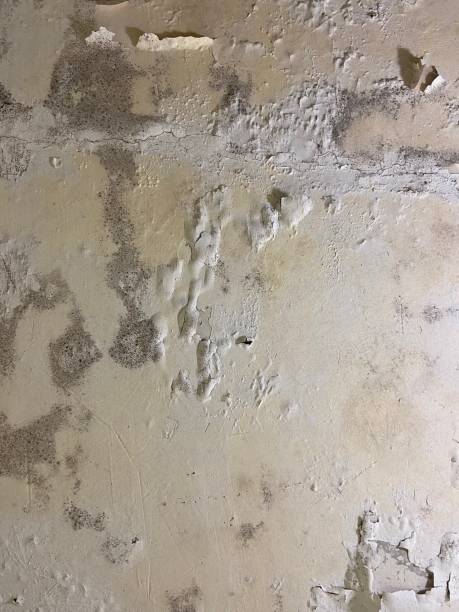 Best Mold Remediation Experts  in Forest Hills, TN