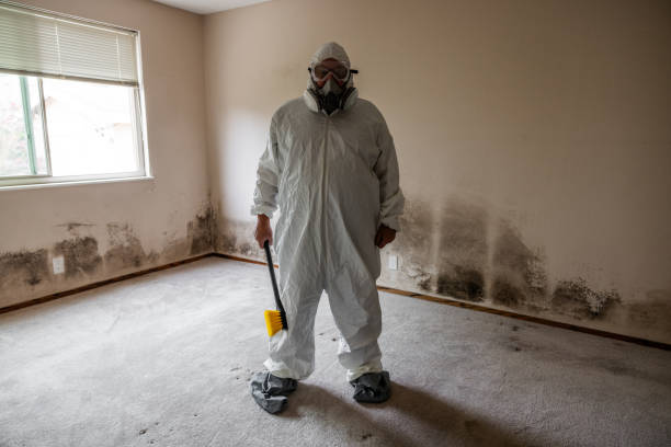 Home Mold Removal in Forest Hills, TN