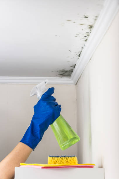 Best Emergency Mold Removal  in Forest Hills, TN