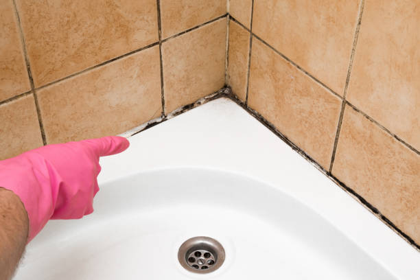 Office Mold Removal Services in Forest Hills, TN